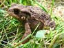 Thumbnail - Common Toad