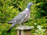 Thumbnail - Wood Pigeon