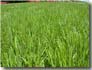 Thumbnail - Rye Grass